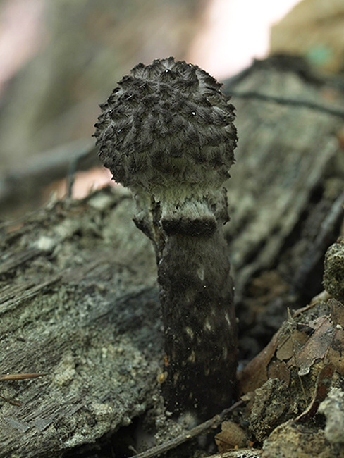 šiškovec šupinatý Strobilomyces strobilaceus (Scop.) Berk.