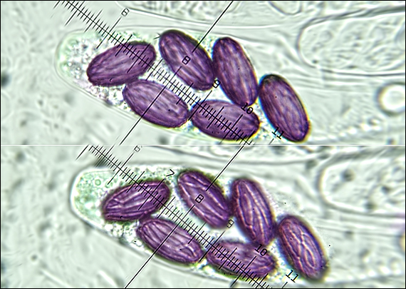 askobol Ascobolus sp.