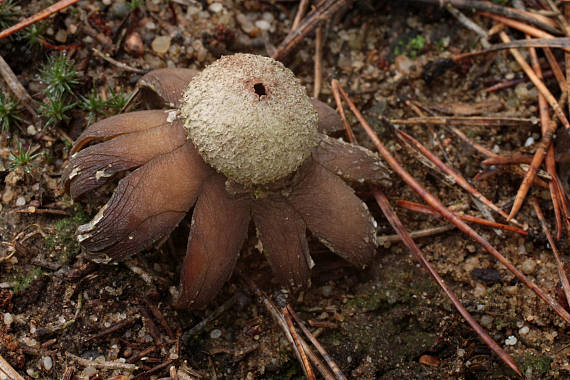 hviezdovec vlahojavný Astraeus hygrometricus (Pers.) Morgan