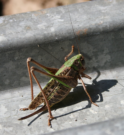 kobylka hryzavá- hnědá Decticus verrucivorus