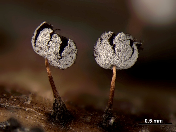 dvojblanovka Didymium bahiense var. microsporum Gottsb.