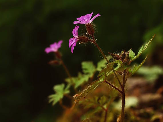 pakost smradľavý Geranium robertianum L.