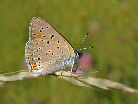 ohniváčik štiavový Lycaena hippothoe