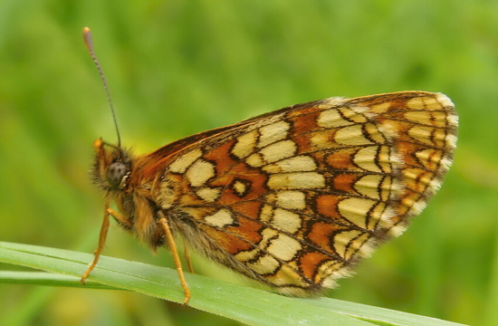 hnedáčik veronikový Melitaea aurelia