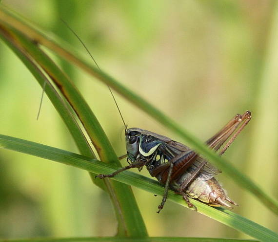 kobylka Metrioptera roeselii