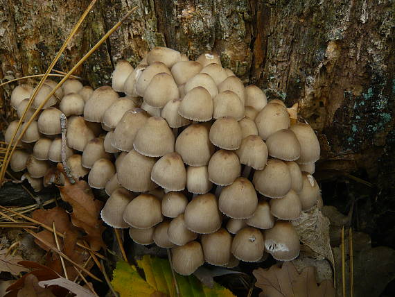 prilbička? Mycena sp.