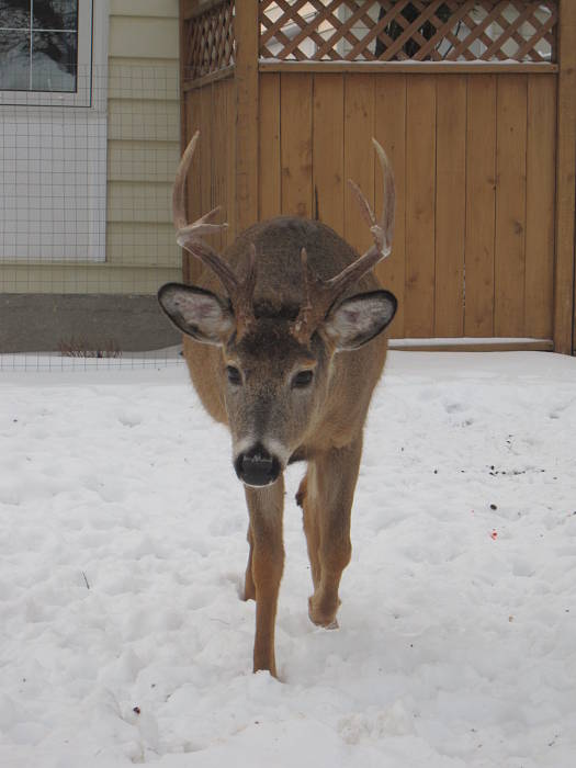 jelenik bielochvosty Odocoileus virginianus