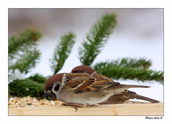 vrabec polní Passer montanus