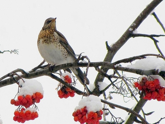 drozd čvíkotavý-drozd kvíčala  Turdus pilaris