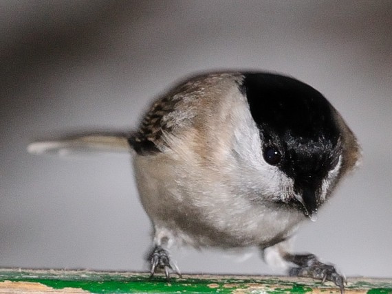 sýkorka lesklohlavá Parus palustris