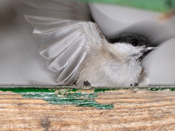 sýkorka lesklohlavá Parus palustris