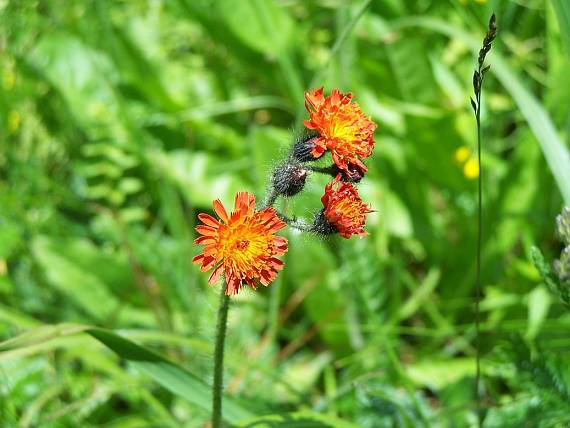 chlpánik oranžový Pilosella aurantiaca (L.) F. W. Schultz et Sch. Bip.