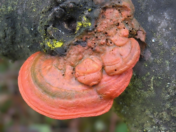 červenica rumelková Pycnoporus cinnabarinus (Jacq.) P. Karst.