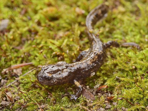 salamandra škvrnitá Salamandra salamandra