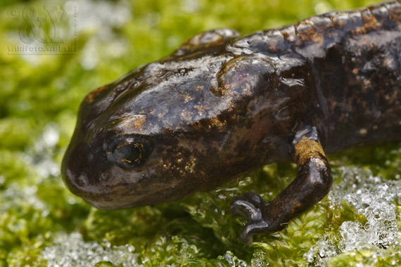 salamandra škvrnitá Salamandra salamandra