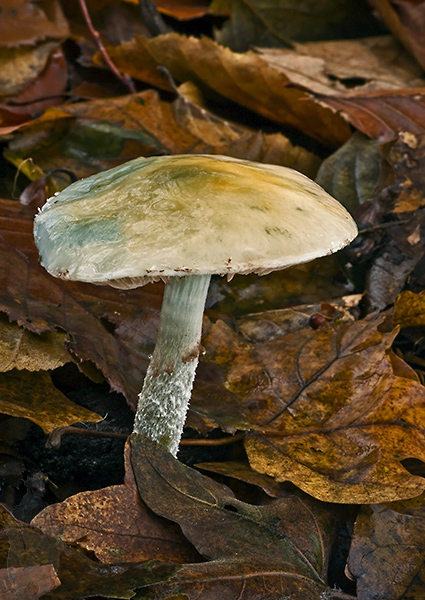 golierovka belavomodrastá Stropharia pseudocyanea (Desm.) Morgan