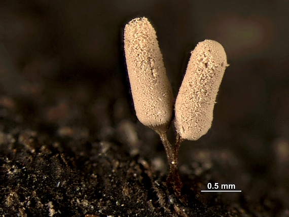 mištička - Vlnatka drobná Arcyria minuta Buchet