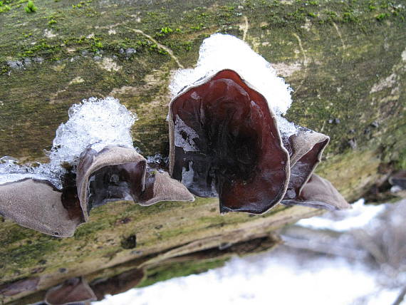 uchovec bazový Auricularia auricula-judae (Bull.) Quél.