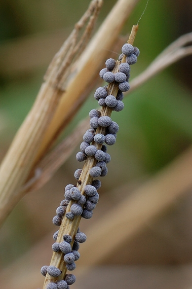 badhamia  Badhamia sp.