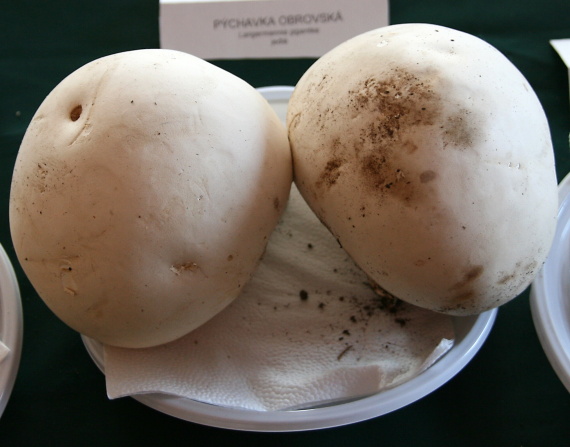 vatovec obrovský Calvatia gigantea (Batsch) Lloyd