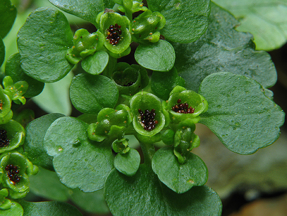 slezinovka striedavolistá Chrysosplenium alternifolium L.