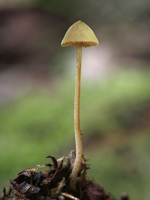 kapucňovec Conocybe sp.