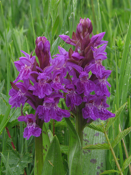 vstavačovec májový pravý Dactylorhiza majalis subsp. majalis (Reincherb.) Hunt & Summerh.