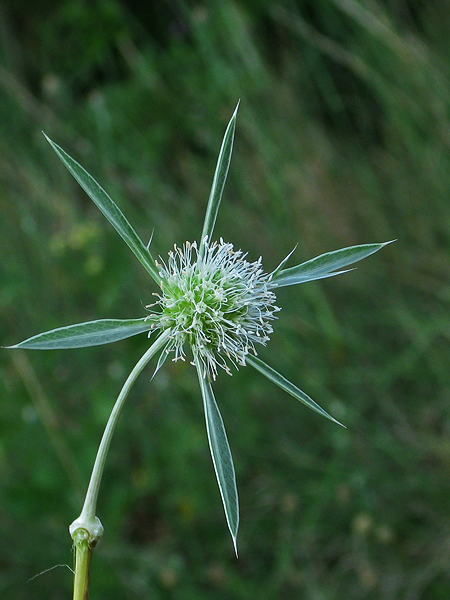 kotúč poľný Eryngium campestre L.