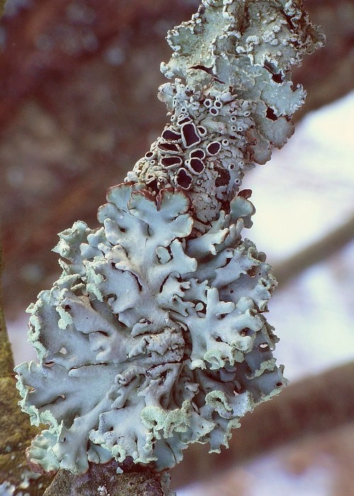 diskovka bublinatá Hypogymnia physodes (L.) Nyl.