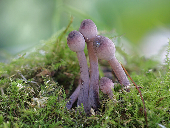 prilbička krvavomliečna Mycena haematopus (Pers.) P. Kumm.