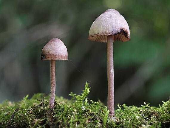 prilbička krvavomliečna Mycena haematopus (Pers.) P. Kumm.