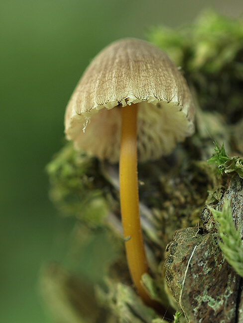 prilbička Mycena sp.