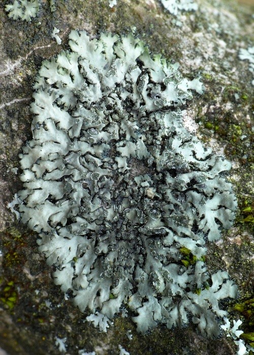 fyscia okrúhla Phaeophyscia orbicularis (Neck.) Moberg