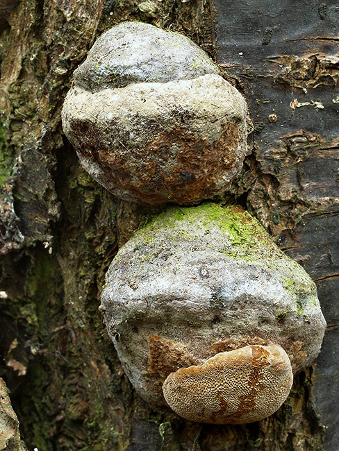 ohňovec slivkový Phellinus pomaceus (Pers.) Maire