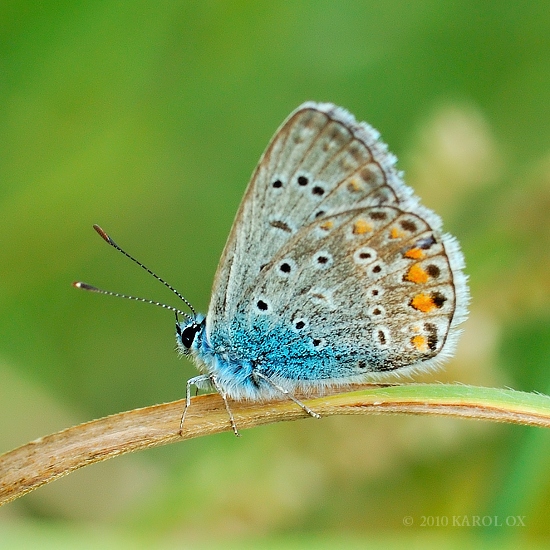 modráčik obyčajný Polyommatus icarus