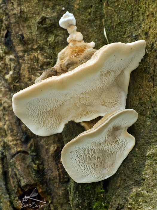 trúdnikovec pestrý Trametes versicolor (L.) Lloyd