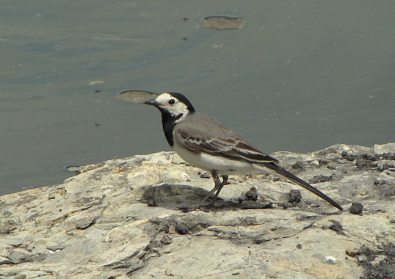 trasochvost biely  Motacilla alba