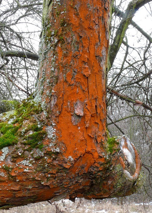 riasa Trentepohlia umbrina (Kütz.) Bornet