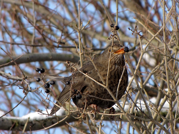 drozd čierny-kos černý  Turdus merula