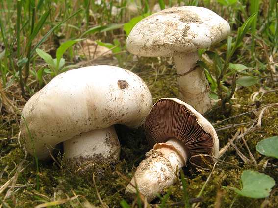 pečiarka obyčajná Agaricus bitorquis (Quél.) Sacc.