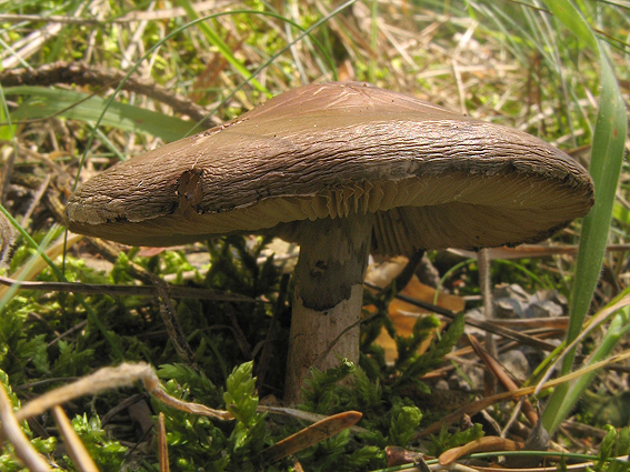 bazídiové huby Basidiomycota div.