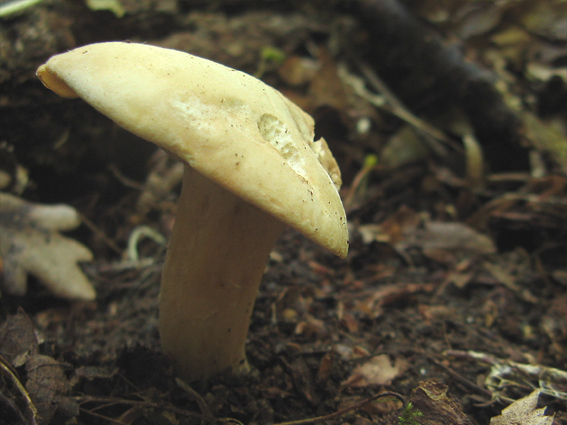 čírovnica májová Calocybe gambosa (Fr.) Donk