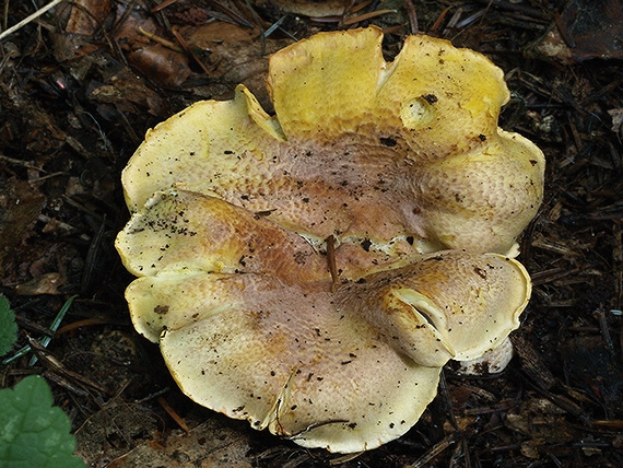 kuriatko jedlé ametystové Cantharellus amethysteus (Quél.) Sacc.