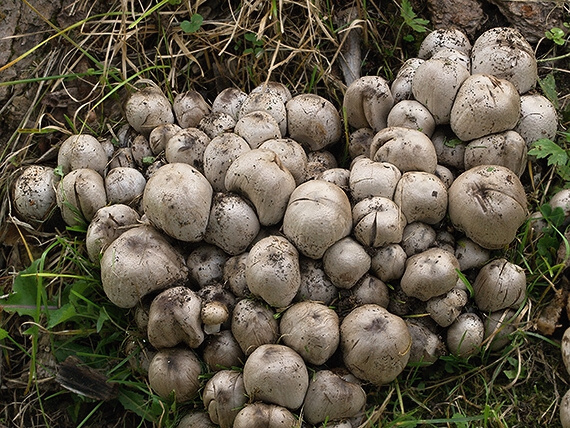 hnojník atramentový Coprinopsis atramentaria (Bull.) Redhead, Vilgalys & Moncalvo