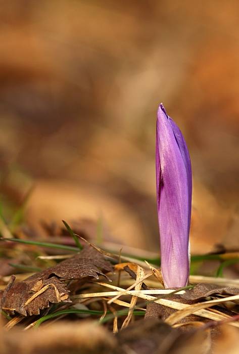 šafran spišský Crocus discolor G. Reuss