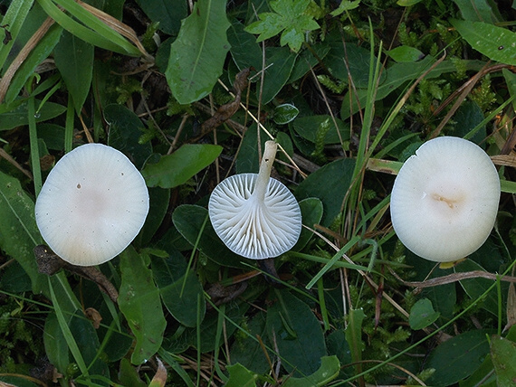 lúčnica snehobiela Cuphophyllus virgineus (Wulfen) Kovalenko