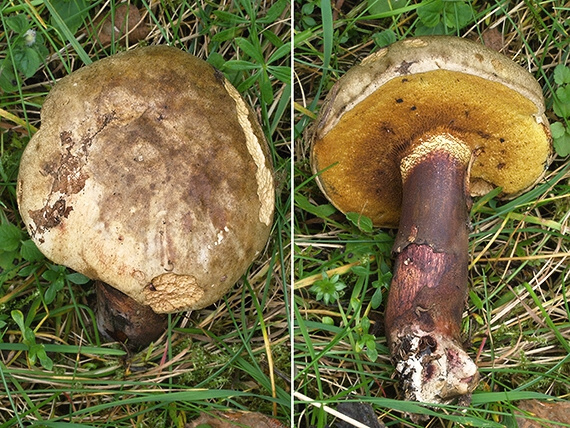 hríb modrejúci Cyanoboletus pulverulentus (Opat.) Gelardi, Vizzini & Simonini