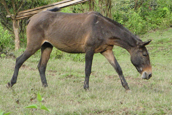 mul Equus caballus x Equus asinus