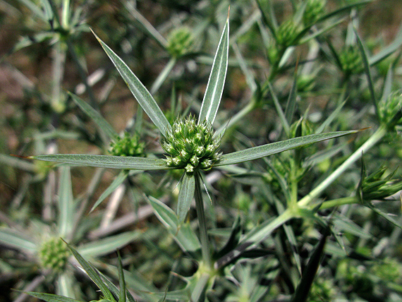 kotúč poľný Eryngium campestre L.