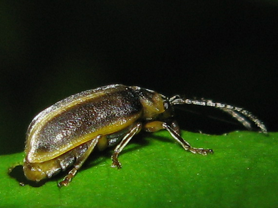 váhavček Galerucella calmariensis